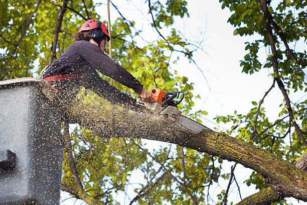 Trusted New Albany, OH Tree Services Experts